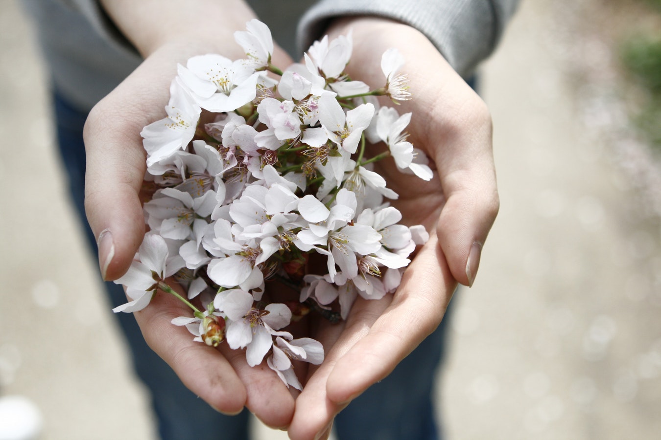 woman's hands holding tiny flowers